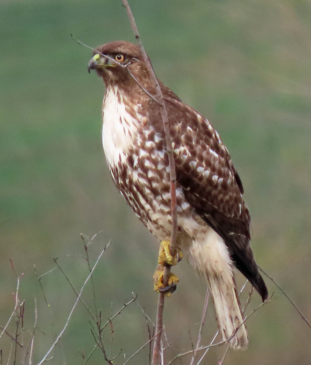 Red-tailed Hawk - ML628937060