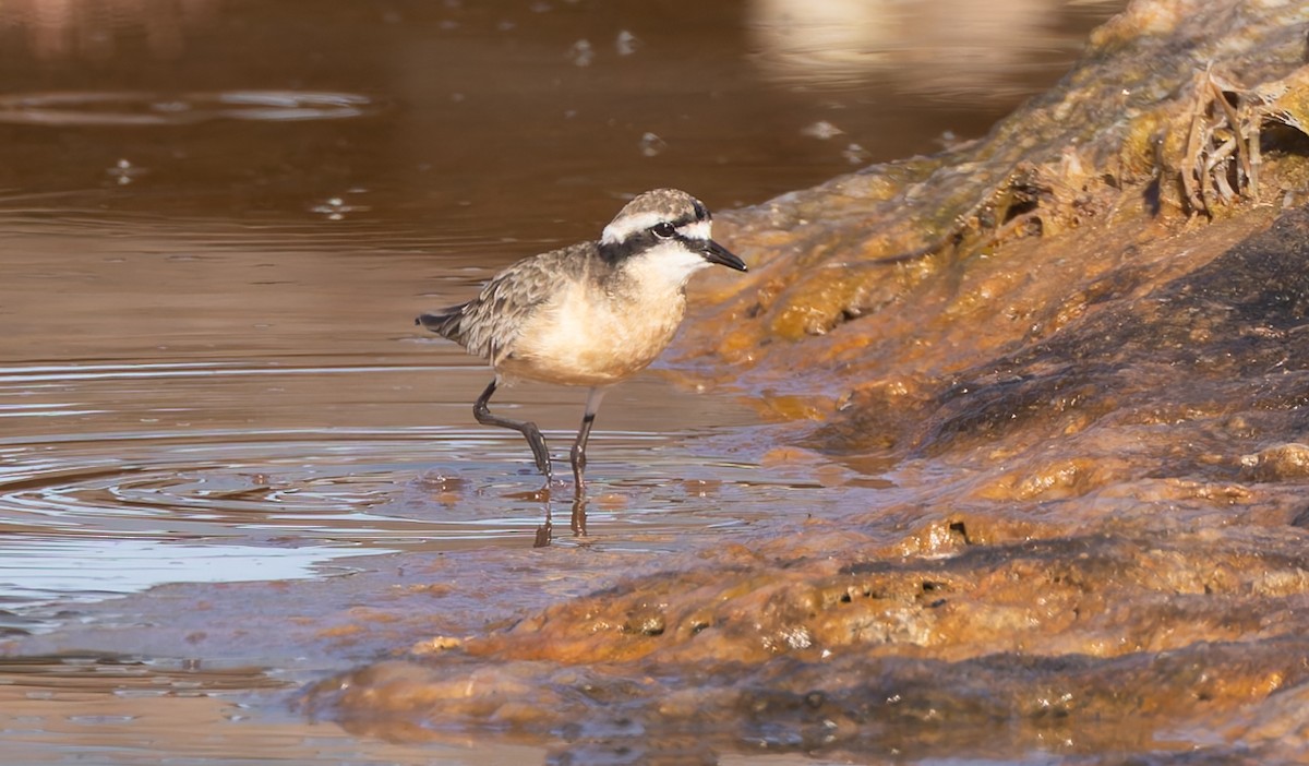 Kittlitz's Plover - ML628937067