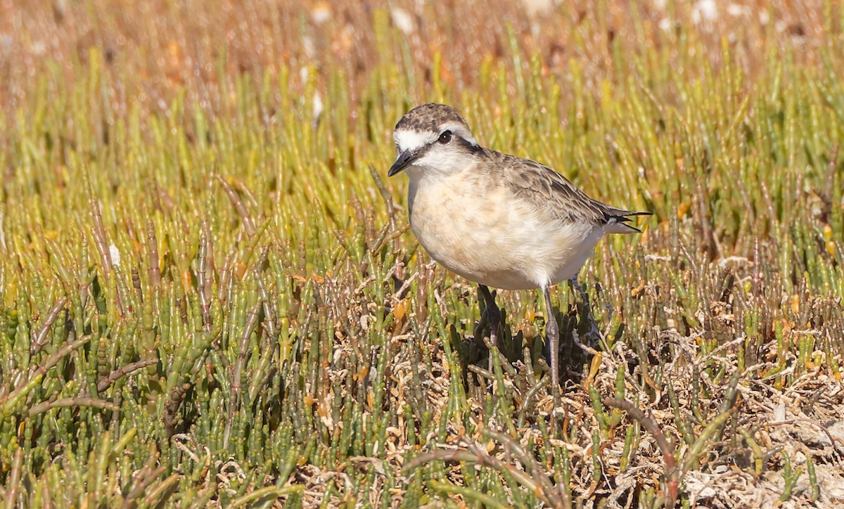 Kittlitz's Plover - ML628937081