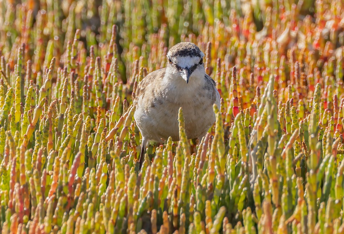 Kittlitz's Plover - ML628937100