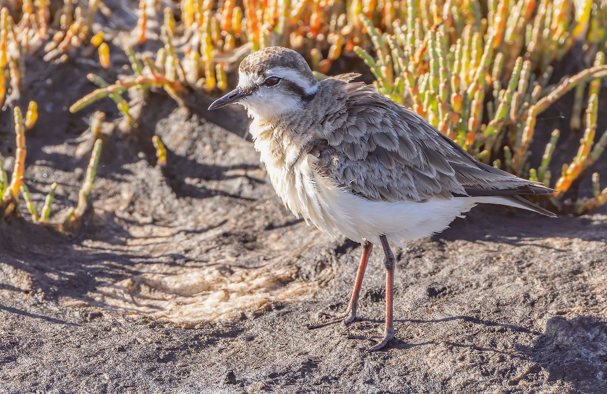 Kittlitz's Plover - ML628937106