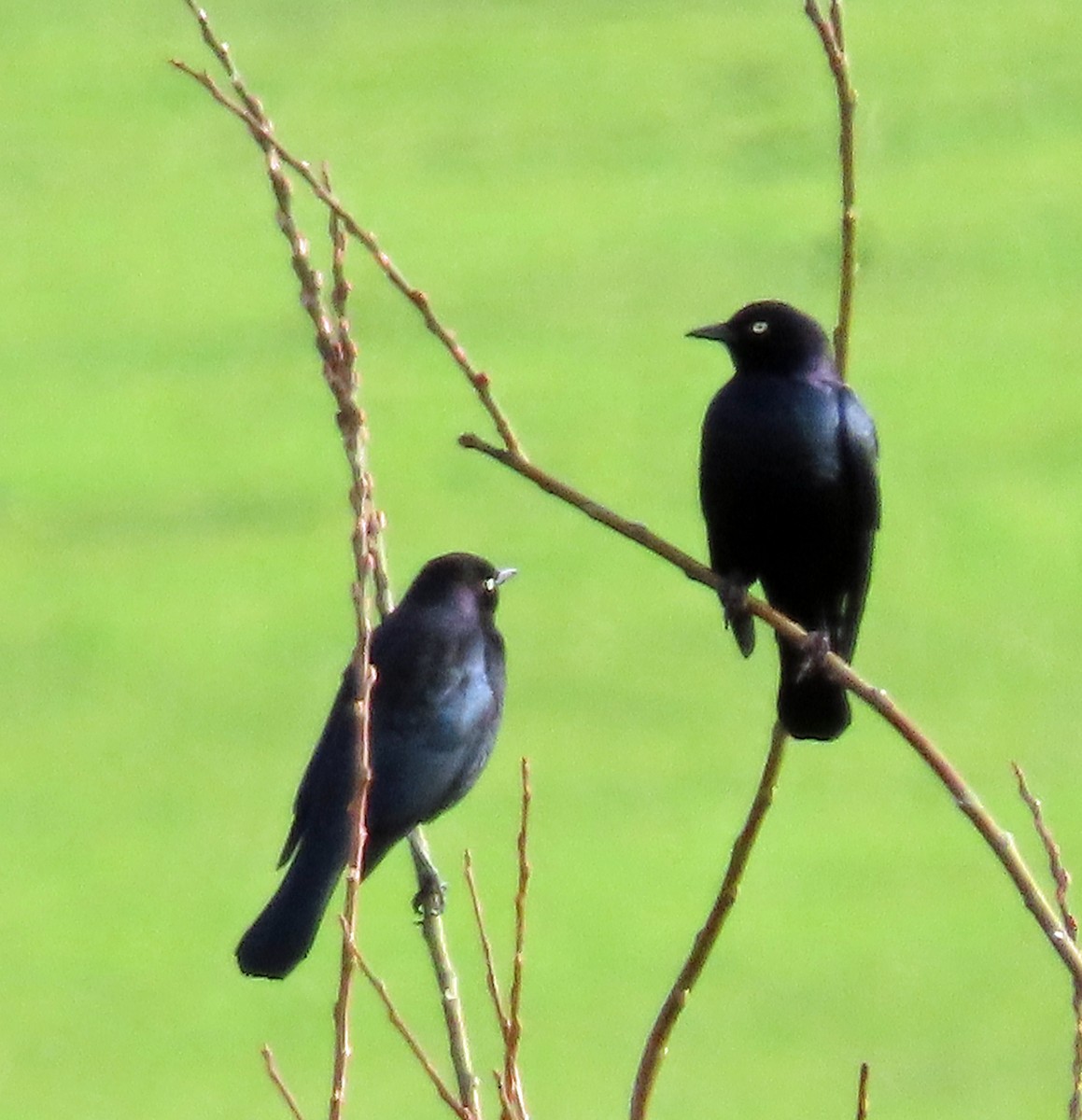 Brewer's Blackbird - ML628937113