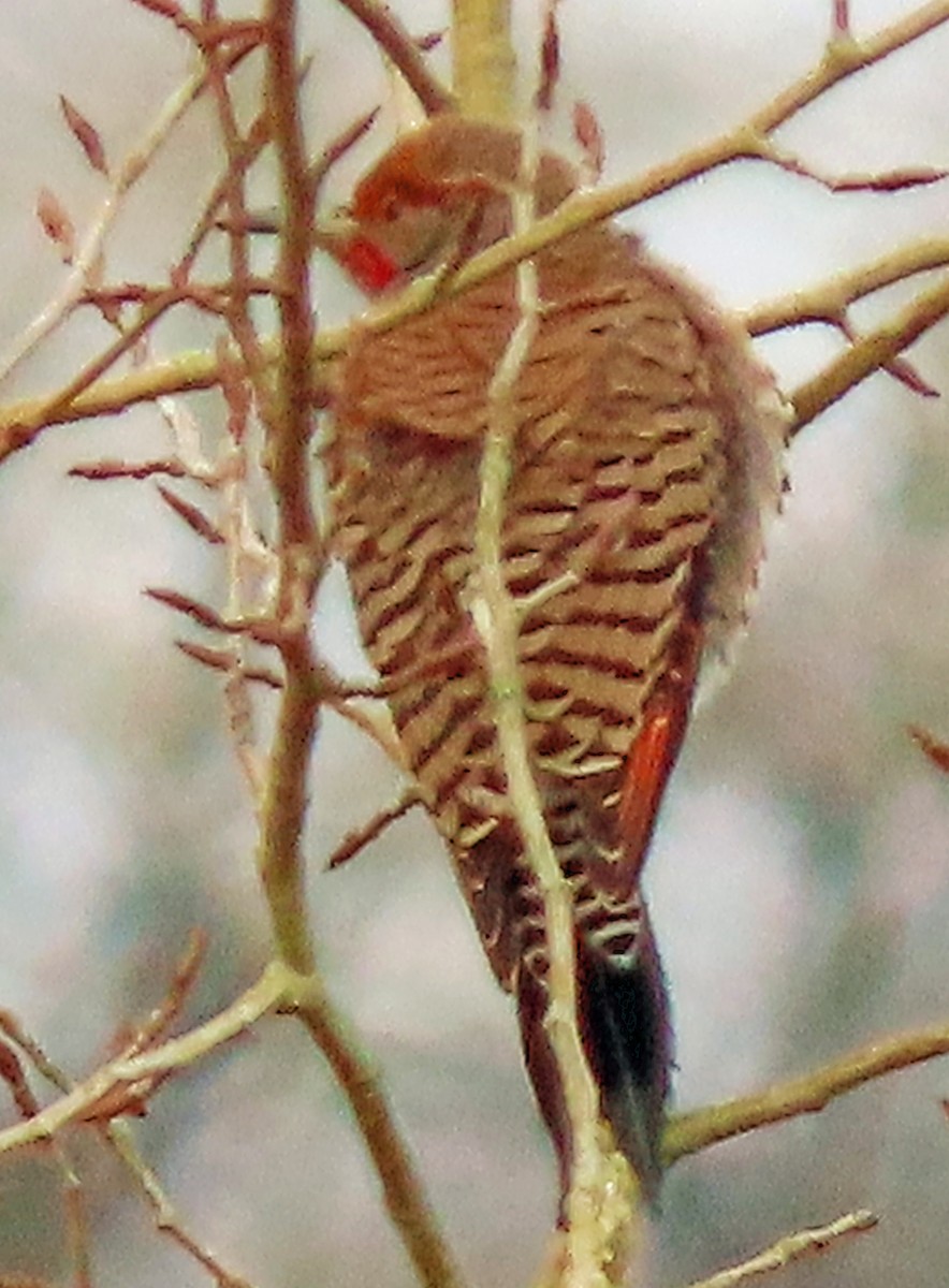 Northern Flicker - ML628937136