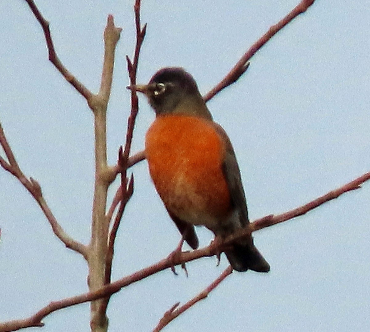 American Robin - ML628937203