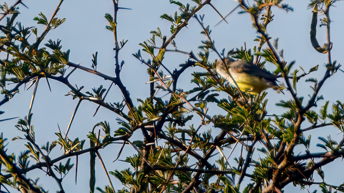 Yellow-bellied Eremomela - ML628937353