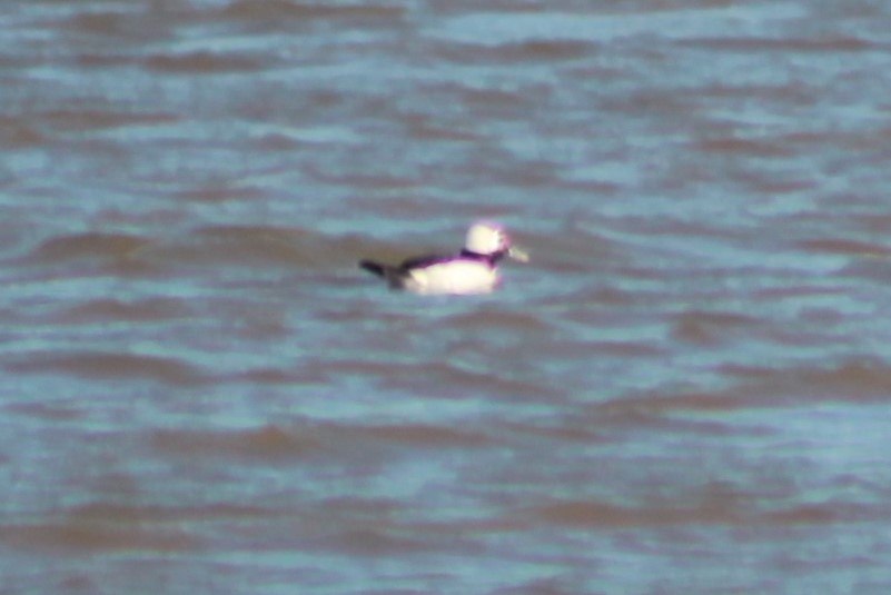 Bufflehead - ML628937379