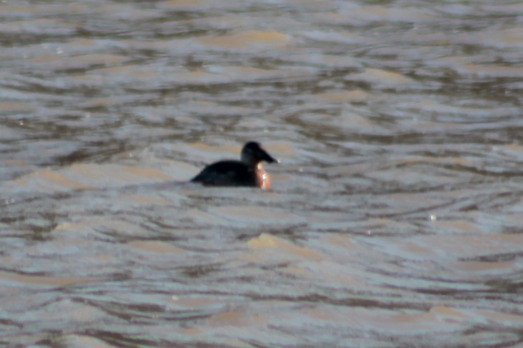 Ruddy Duck - ML628937441