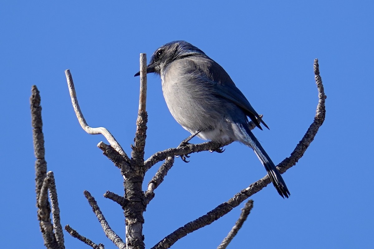 Woodhouse's Scrub-Jay - ML628937656