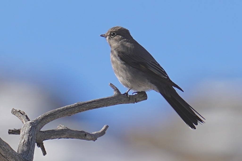 Townsend's Solitaire - ML628937698