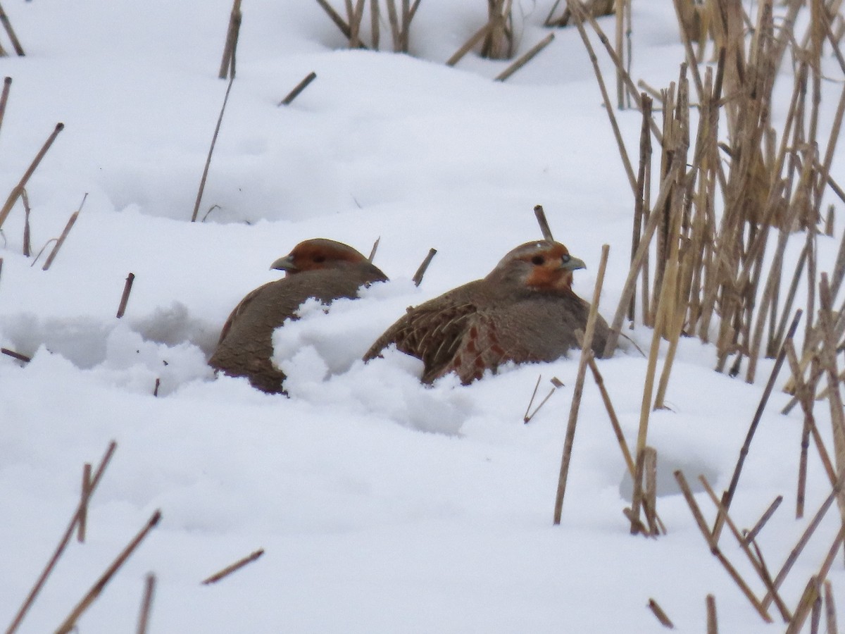 Gray Partridge - ML628937811