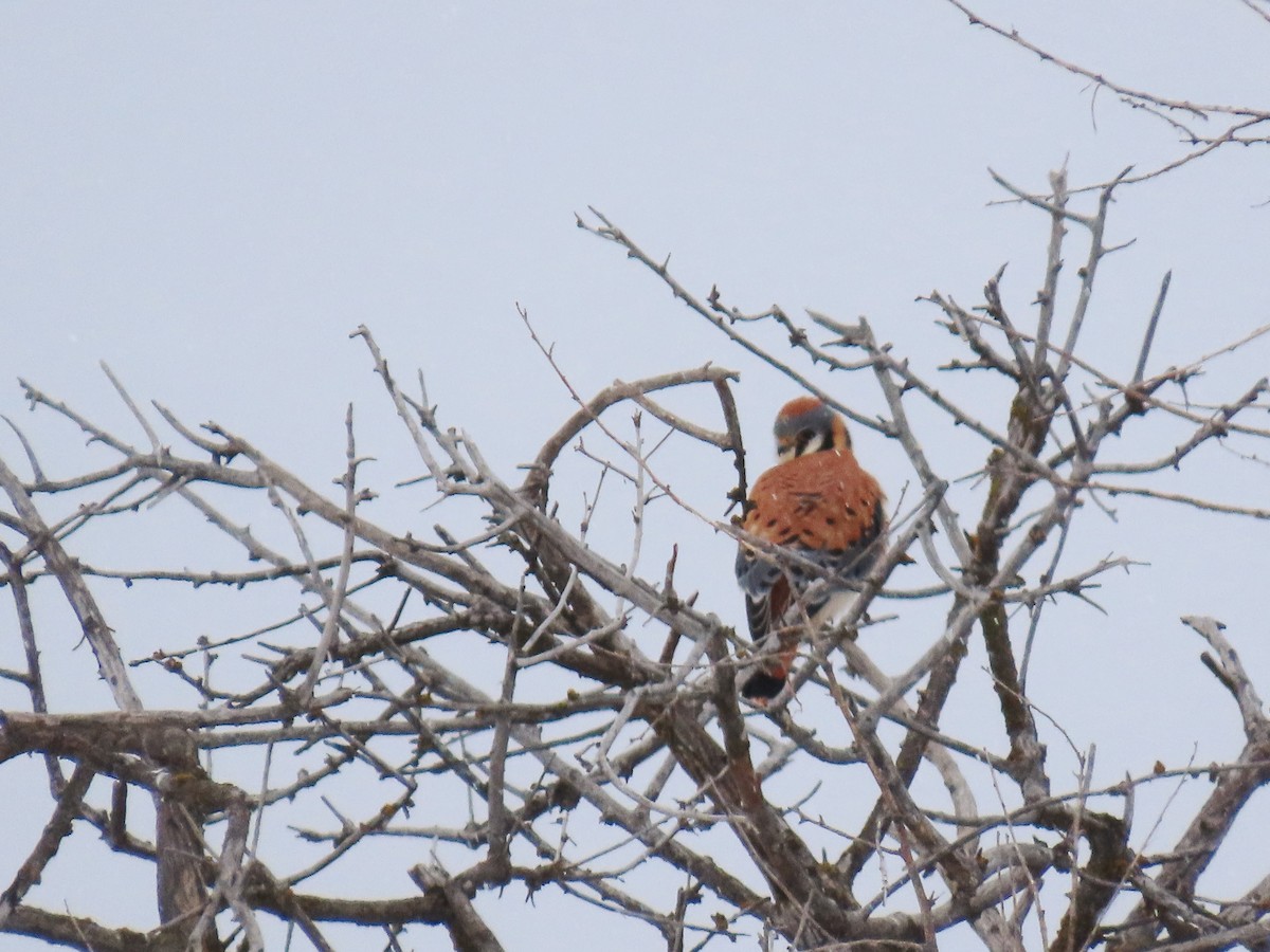 American Kestrel - ML628937841