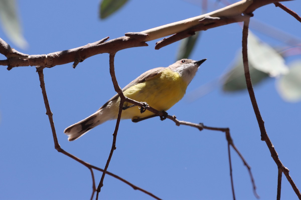 White-throated Gerygone - ML628937882