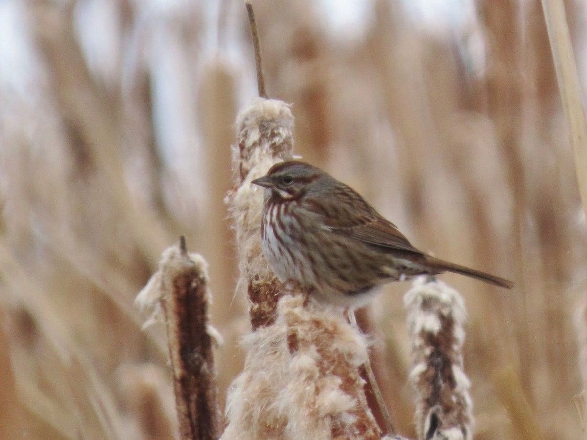 Song Sparrow - ML628937903