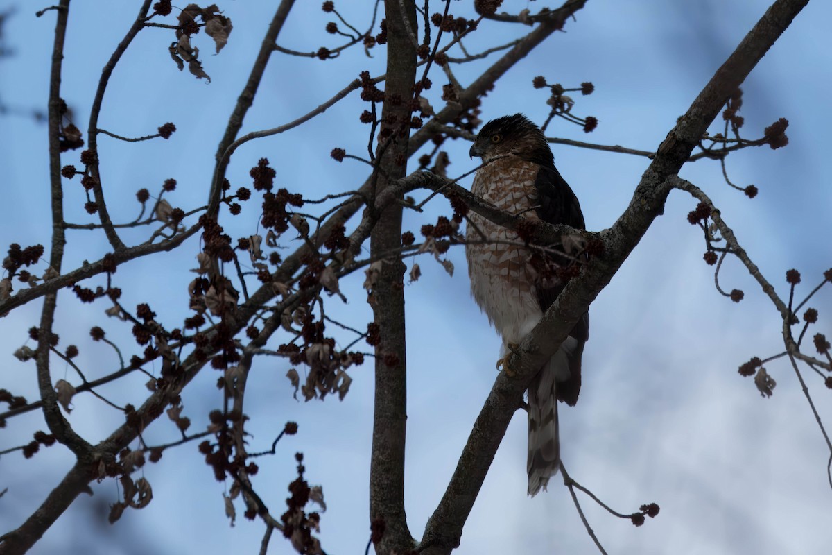Cooper's Hawk - ML628937909