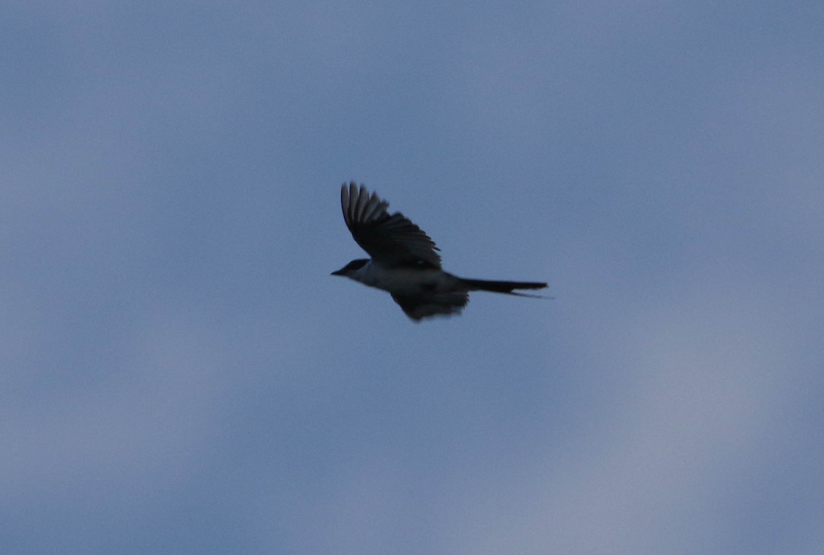 Fork-tailed Flycatcher - ML62893791
