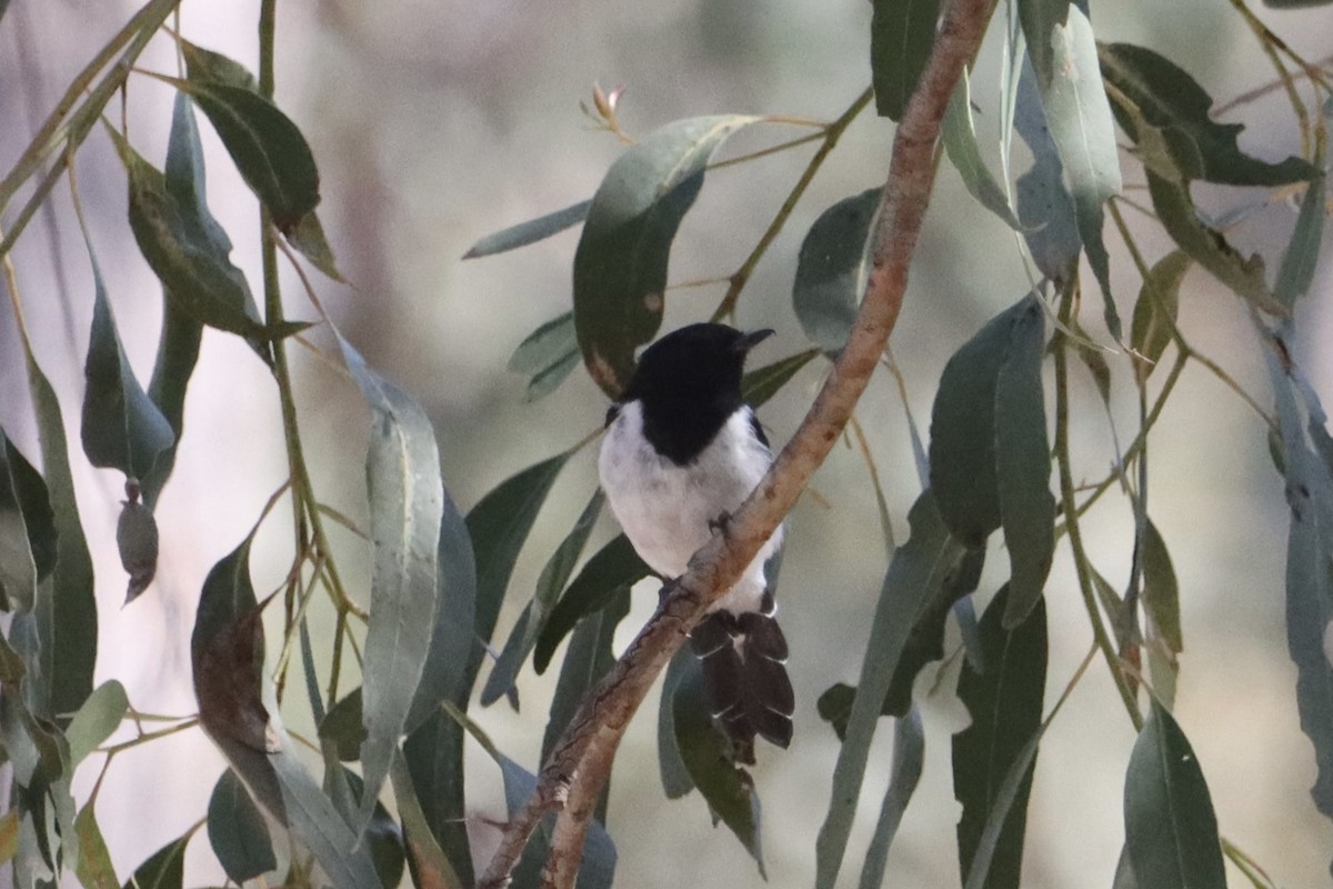 Hooded Robin - ML628937910