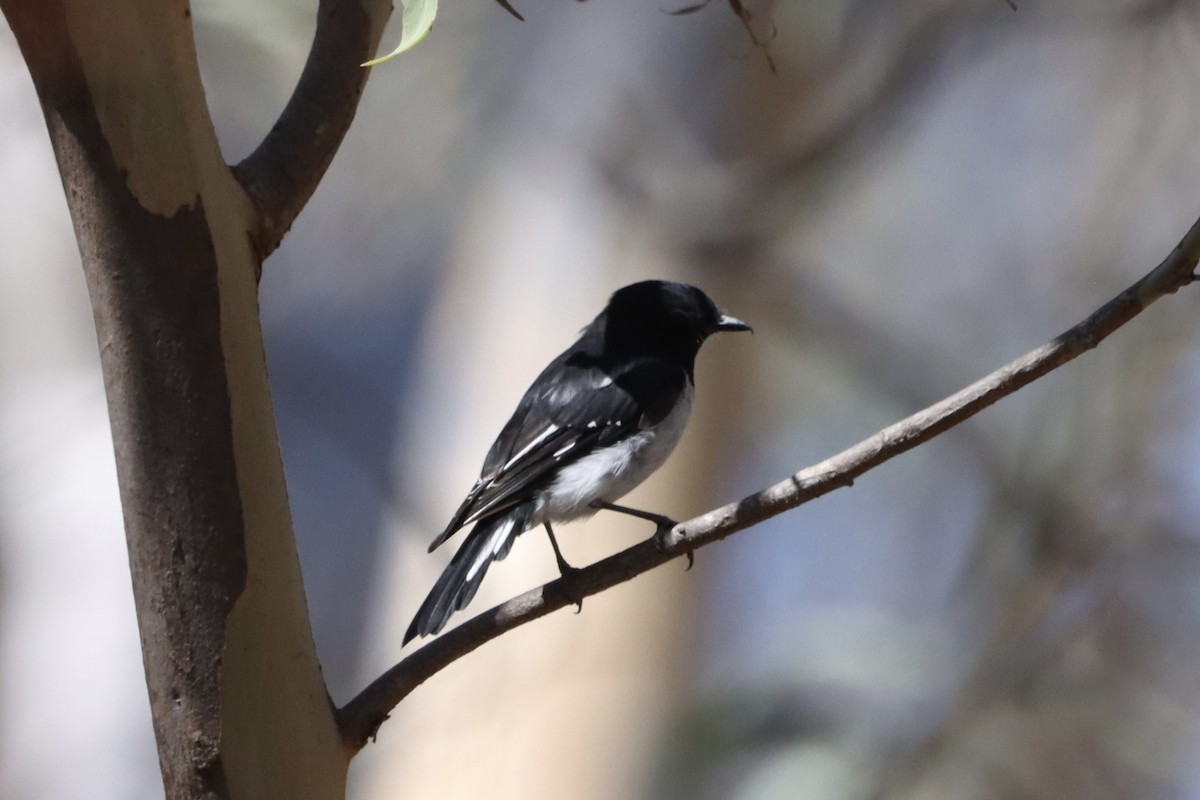 Hooded Robin - ML628937911