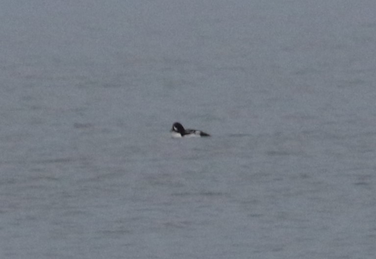 Barrow's Goldeneye - ML628937921