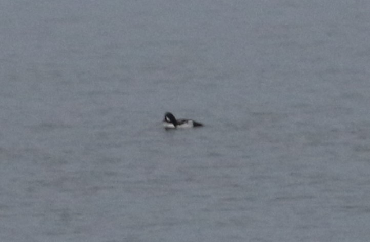 Barrow's Goldeneye - ML628937926