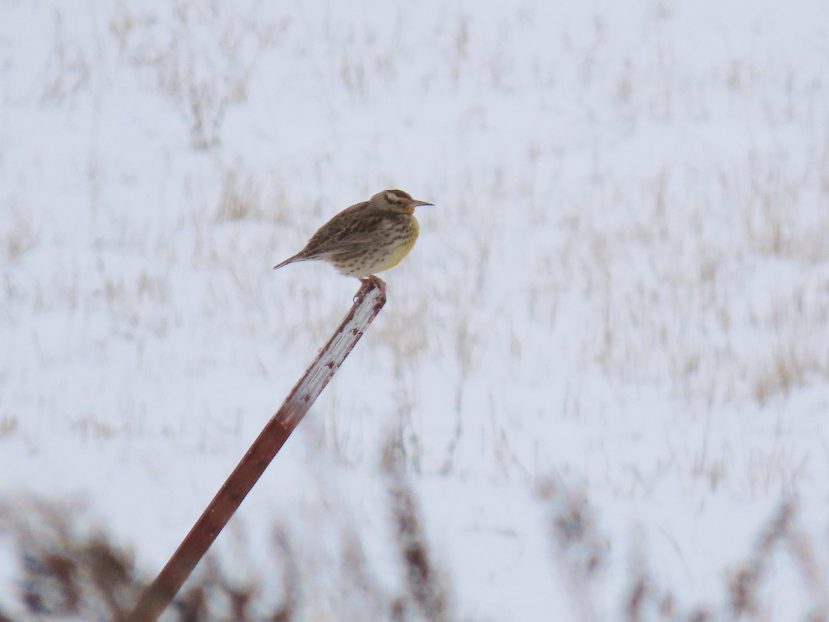 Western Meadowlark - ML628937946