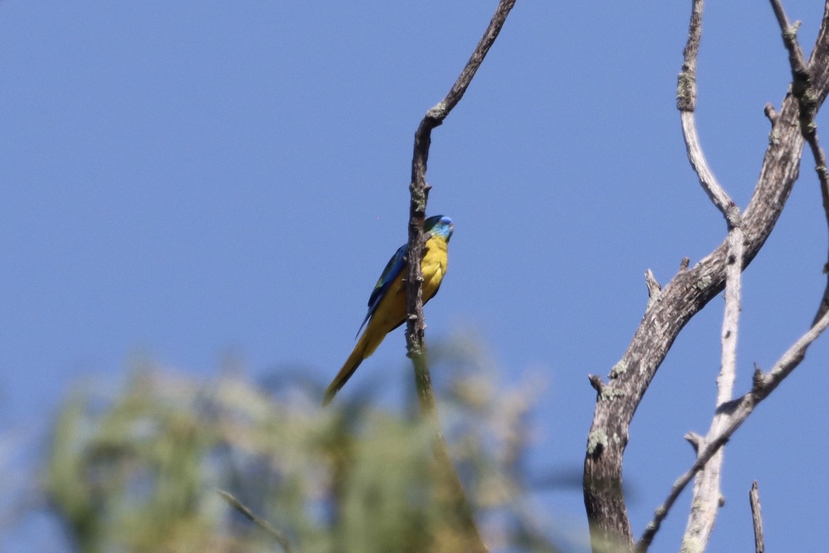 Turquoise Parrot - ML628937991