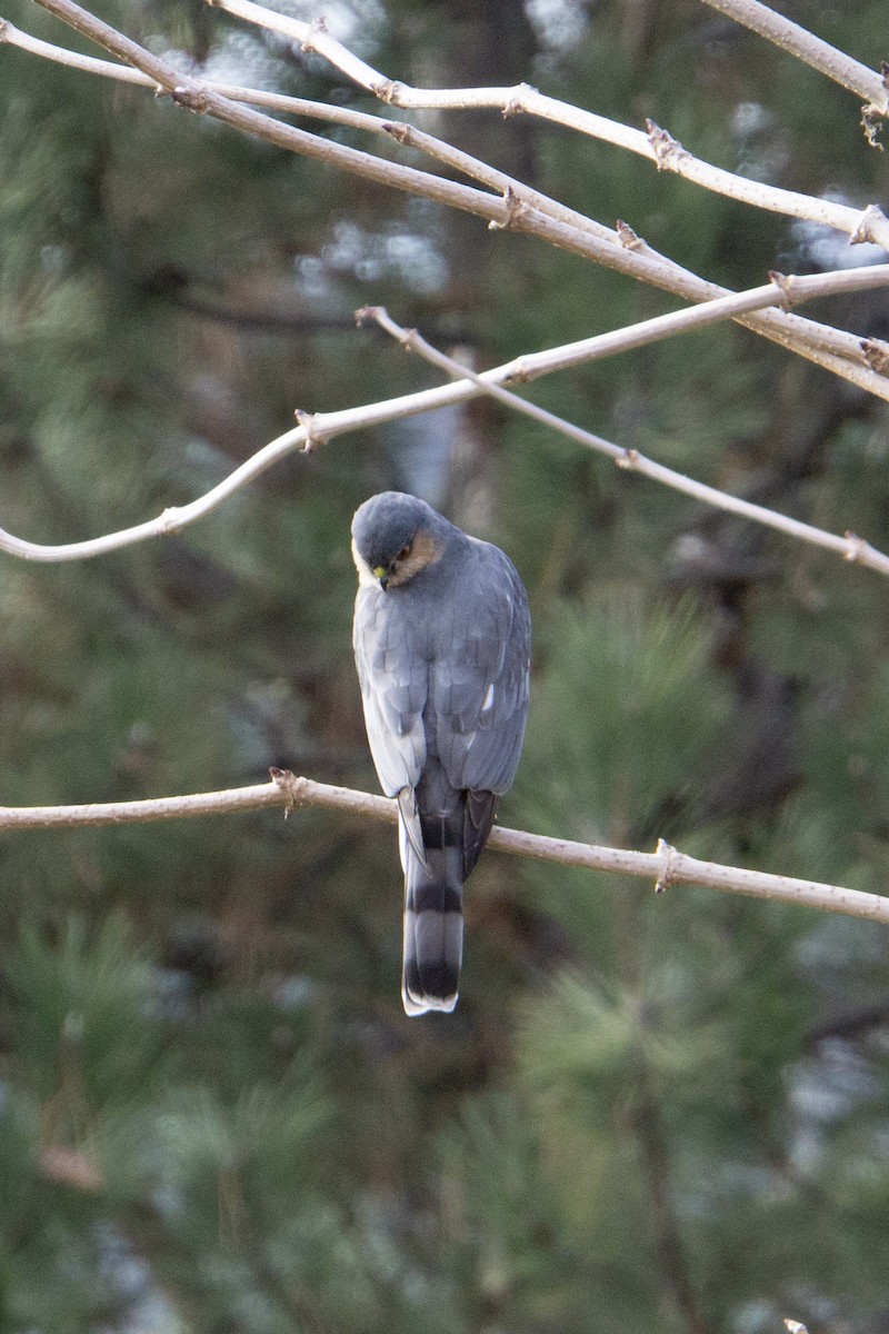 Épervier brun - ML628938003