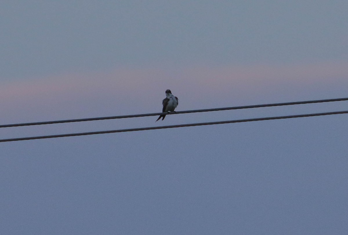 Fork-tailed Flycatcher - ML62893801