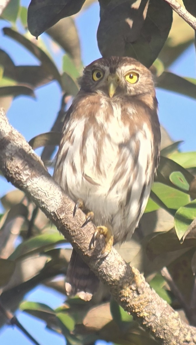 Ferruginous Pygmy-Owl - ML628938172