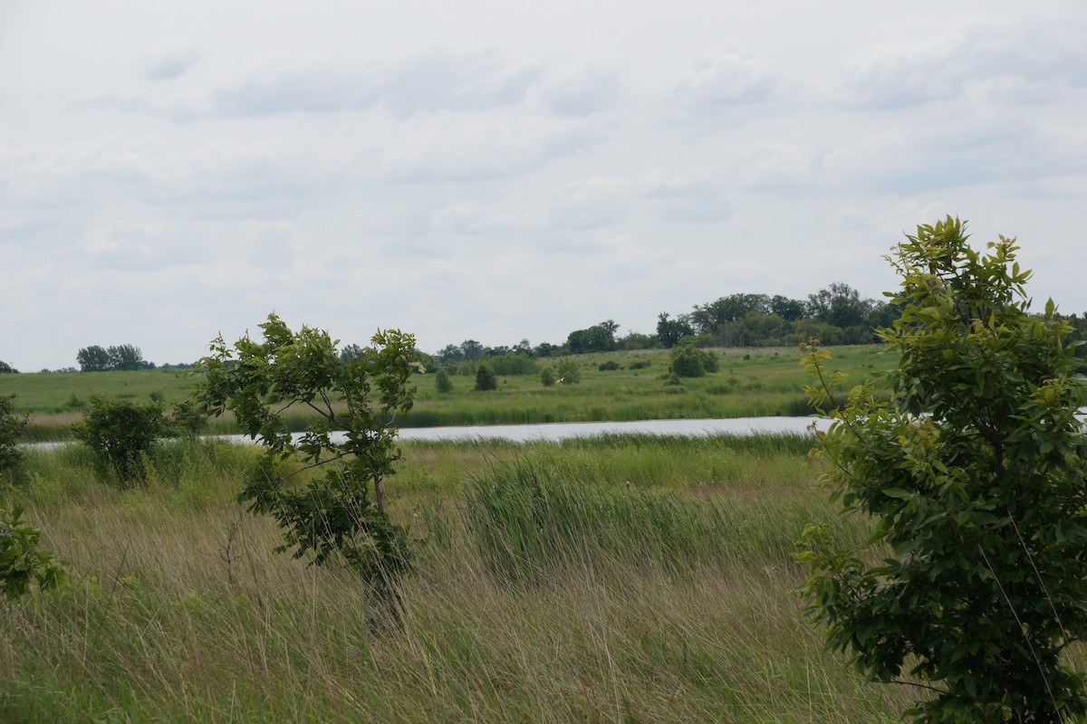 Sterne caspienne - ML628938325