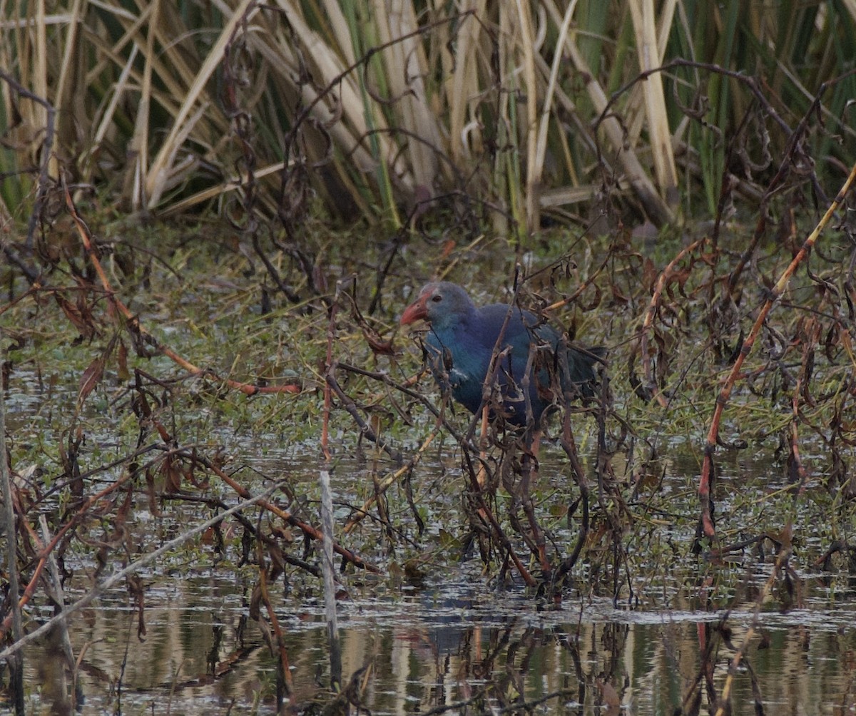 Gray-headed Swamphen - ML628938400