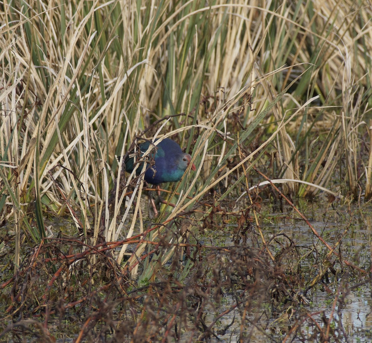 Gray-headed Swamphen - ML628938401