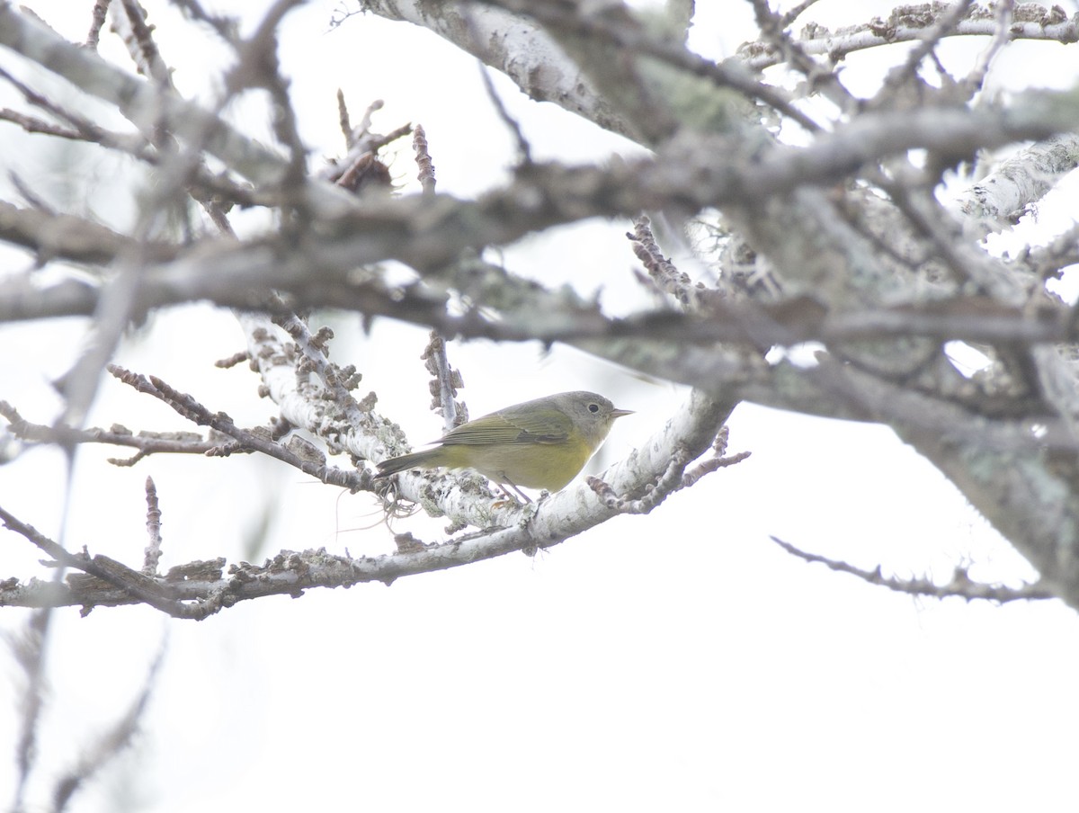 Nashville Warbler - ML628938453