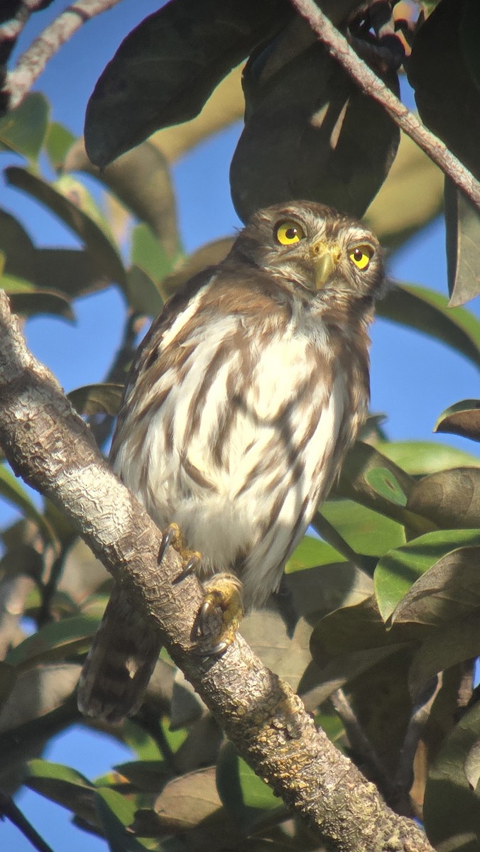 Ferruginous Pygmy-Owl - ML628938462