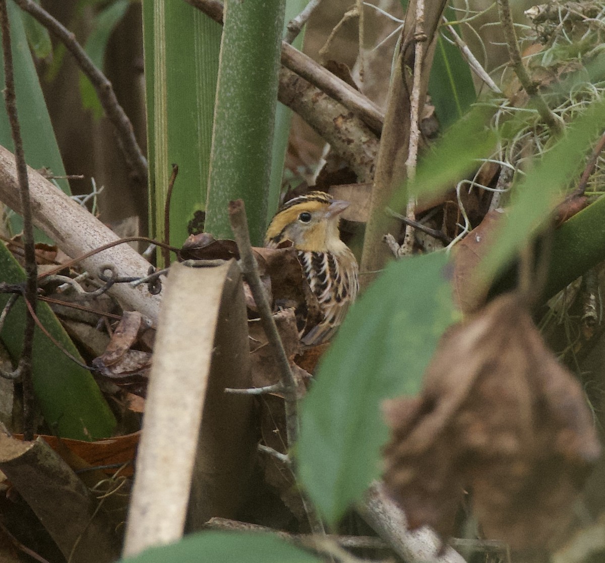 LeConte's Sparrow - ML628938470