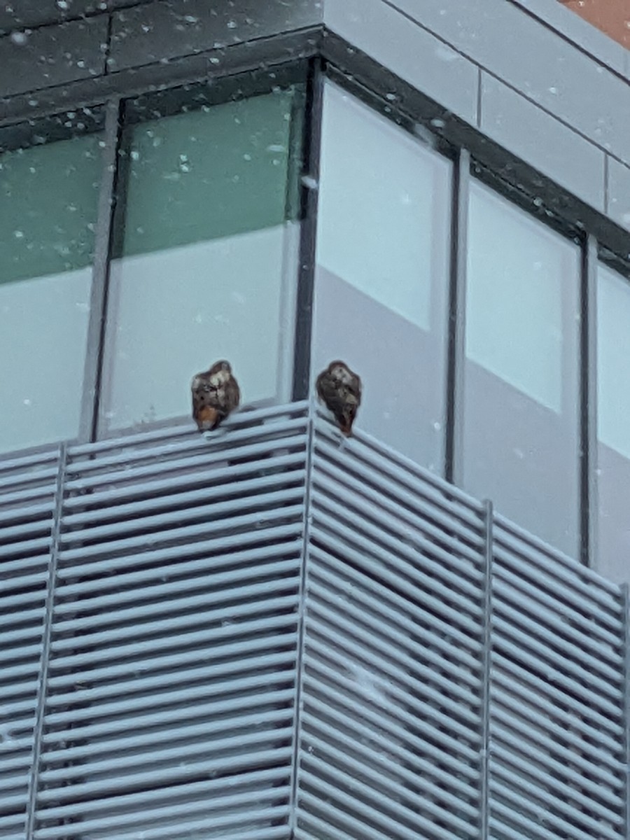 Red-tailed Hawk - ML628938503