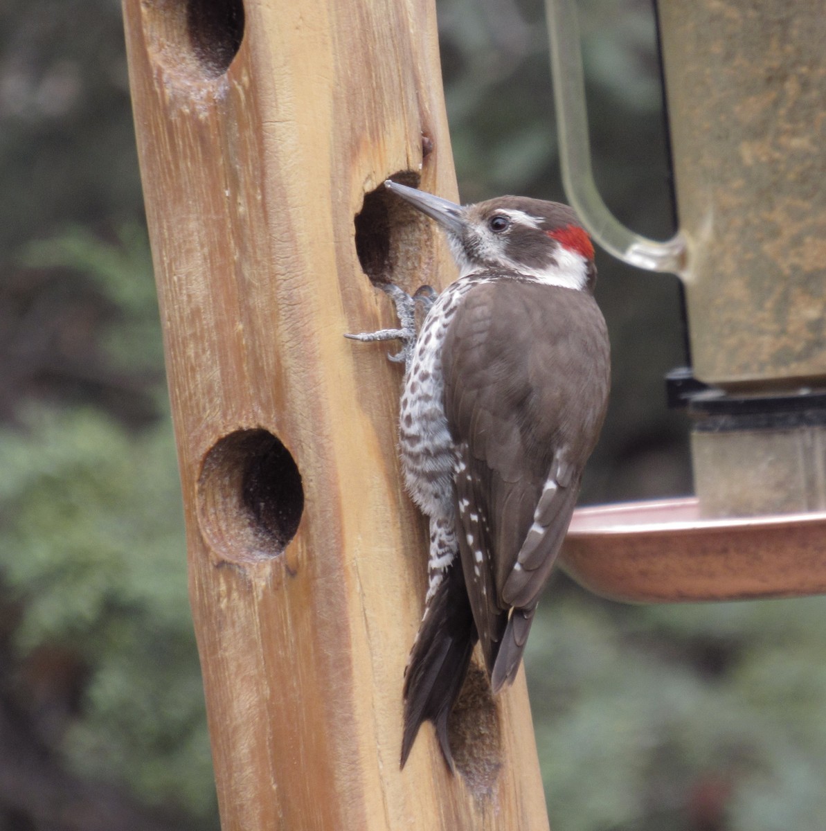 strakapoud hnědokřídlý - ML628938599