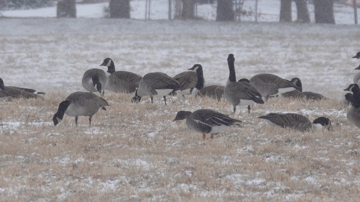 Taiga Bean-Goose - ML628938601