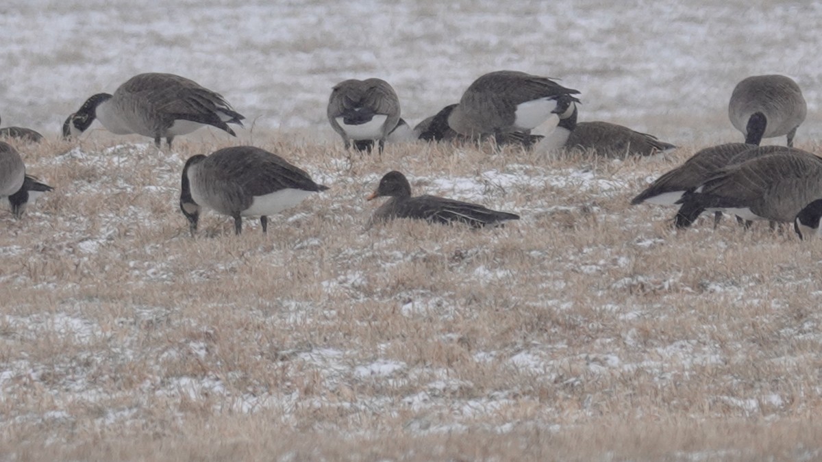 Taiga Bean-Goose - ML628938602