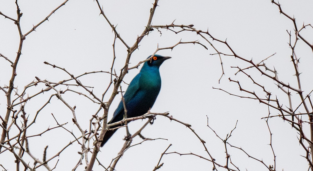 Greater Blue-eared Starling - ML628938631