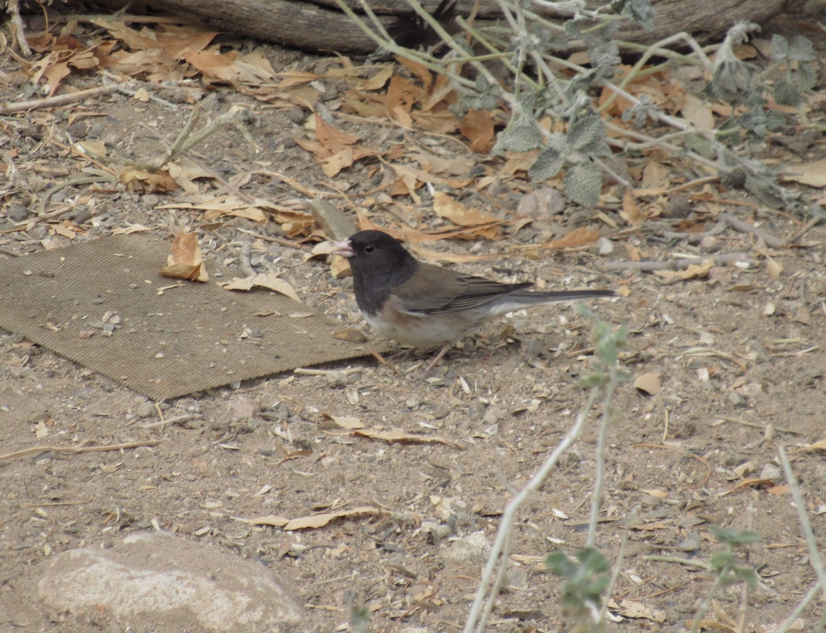 strnadec zimní - ML628938650