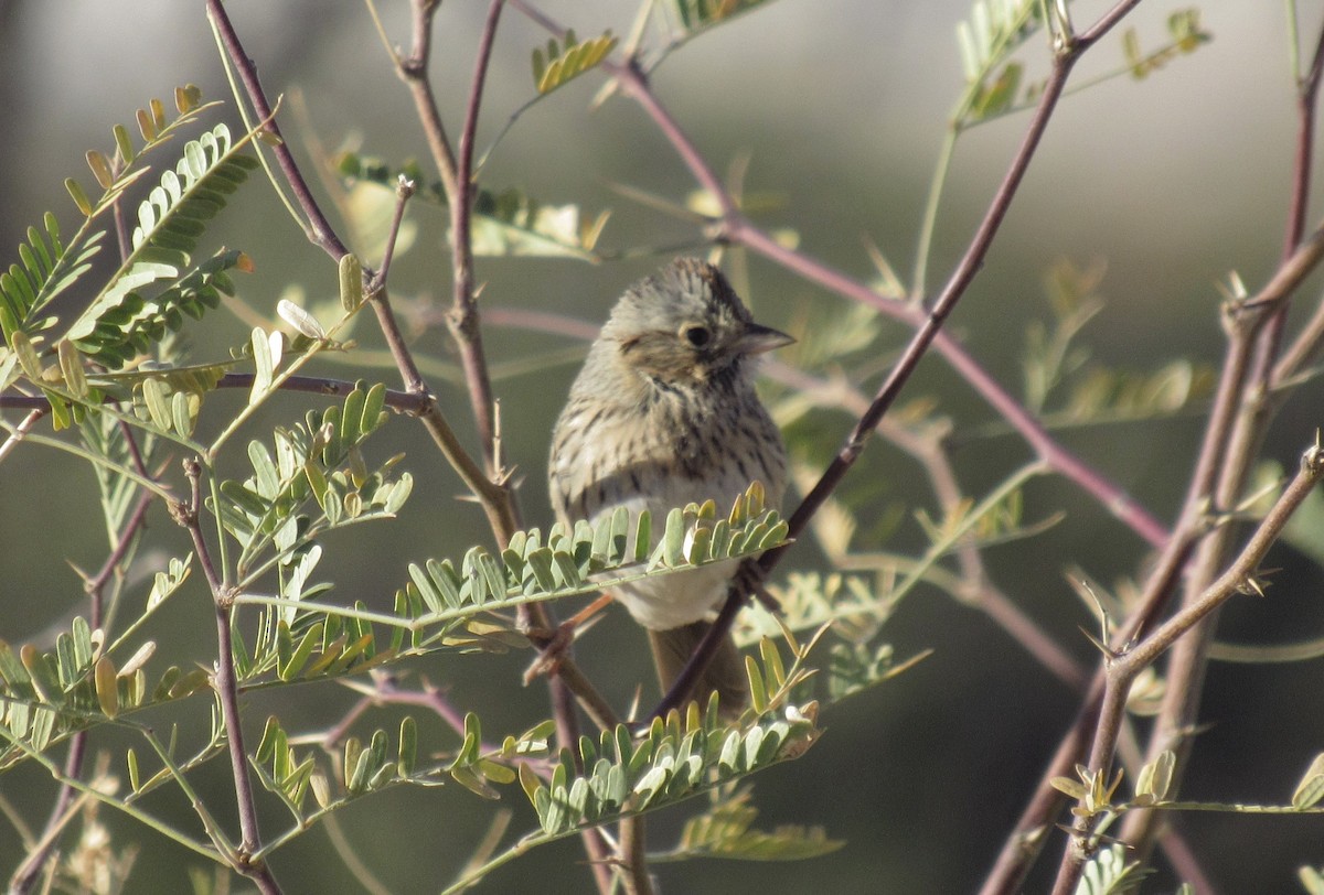 strnadec pruhohlavý - ML628938725