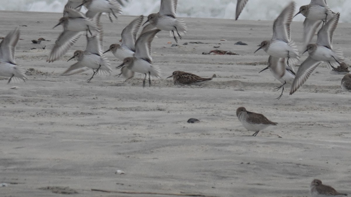 Sharp-tailed Sandpiper - ML628938856
