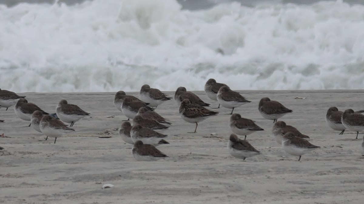 Sharp-tailed Sandpiper - ML628938857