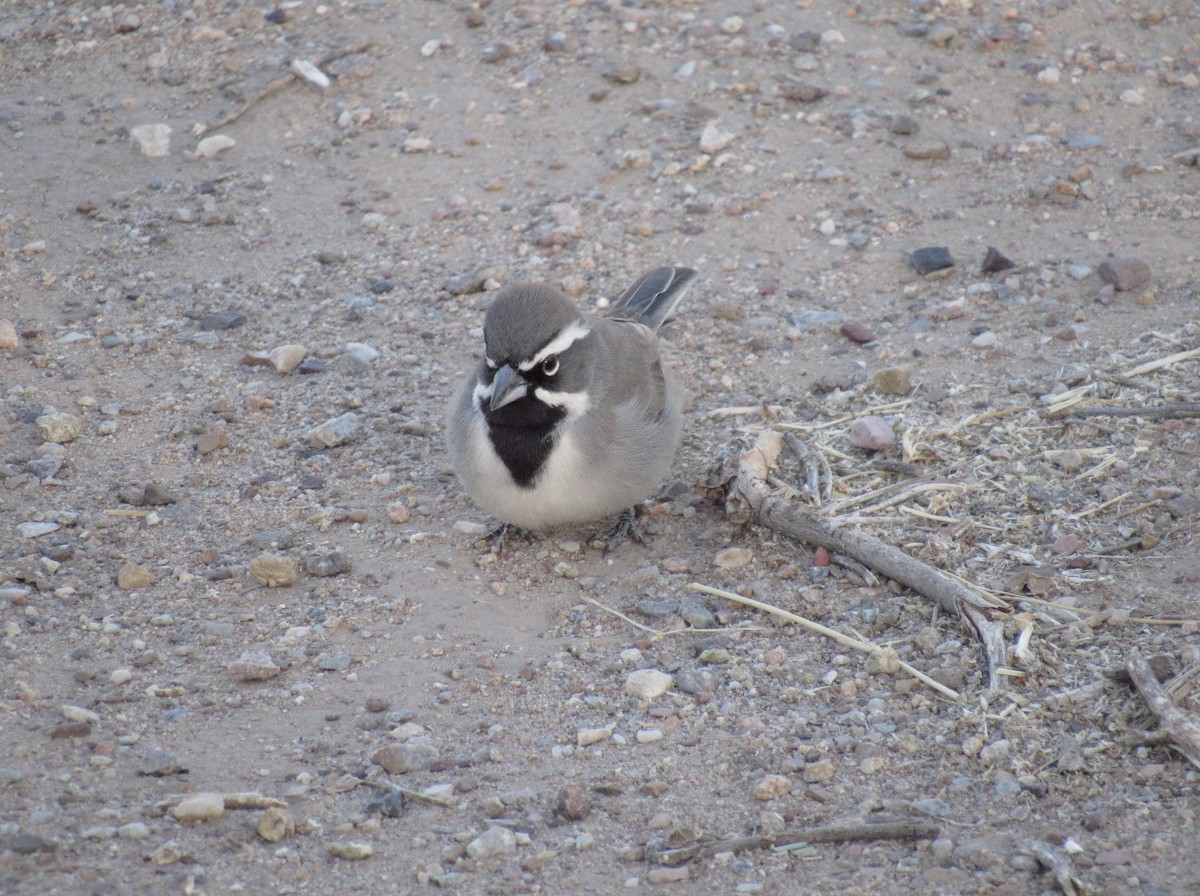 Black-throated Sparrow - ML628938864