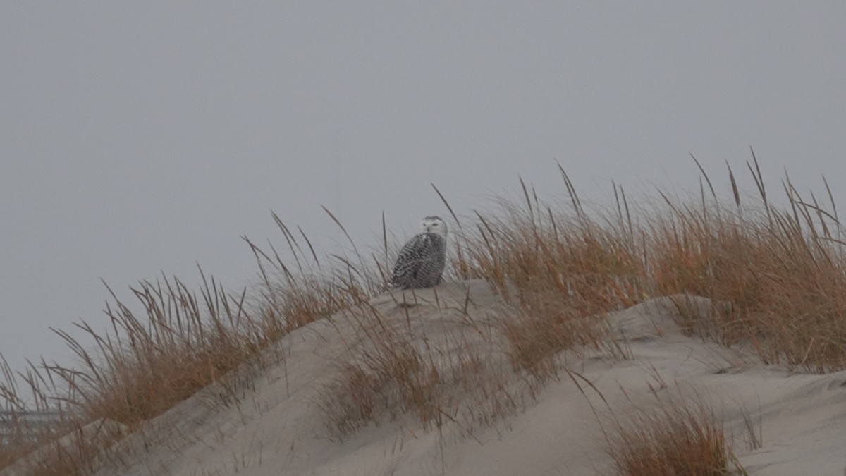 Snowy Owl - ML628938891