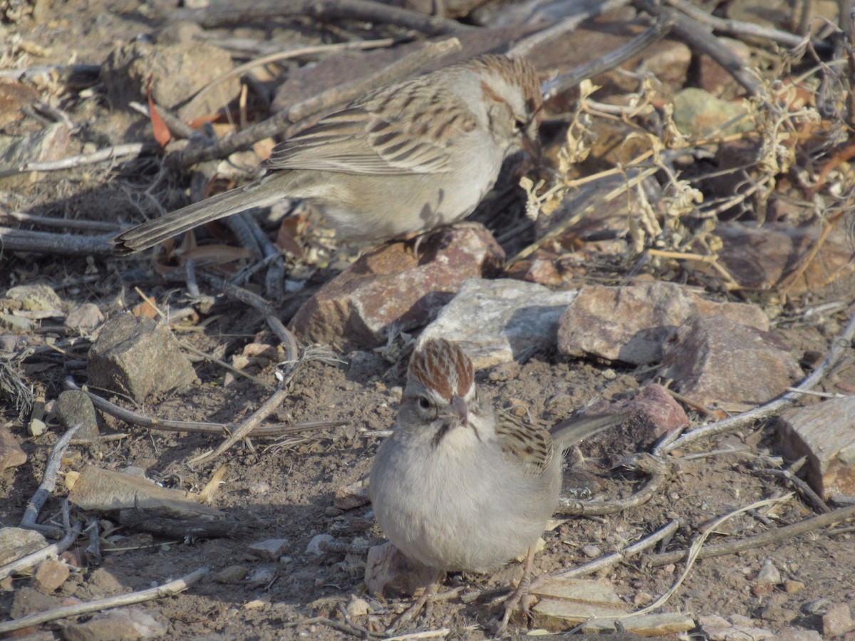 Rufous-winged Sparrow - ML628938912