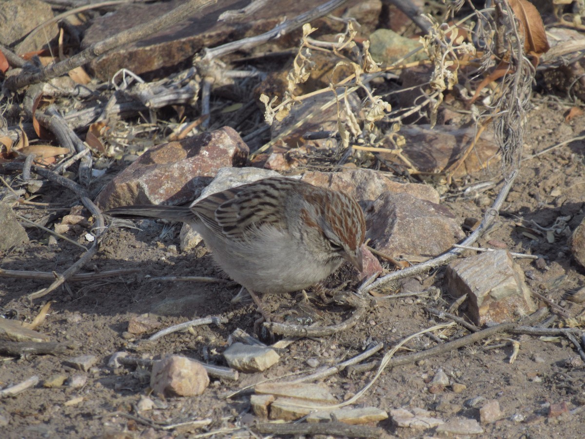 Rufous-winged Sparrow - ML628938913