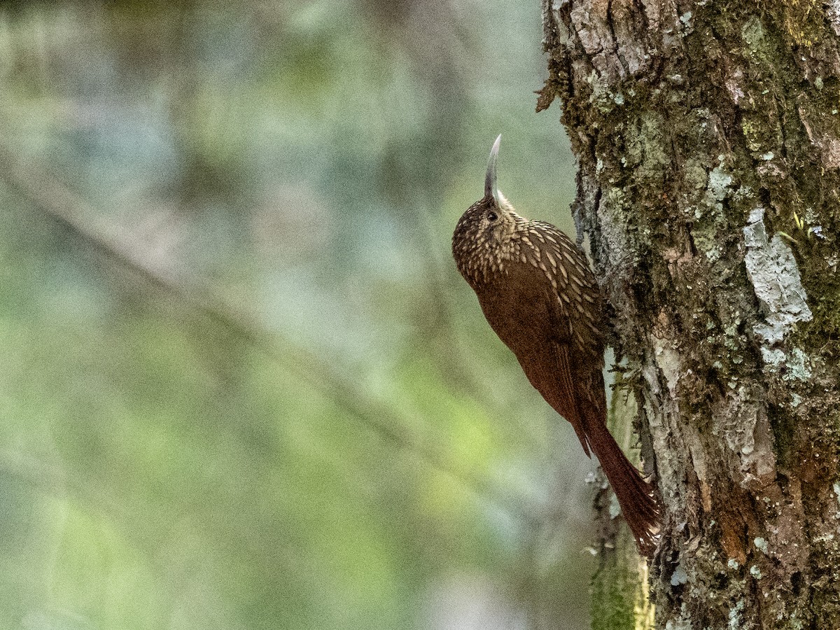 Spot-crowned Woodcreeper (Northern) - ML628938921