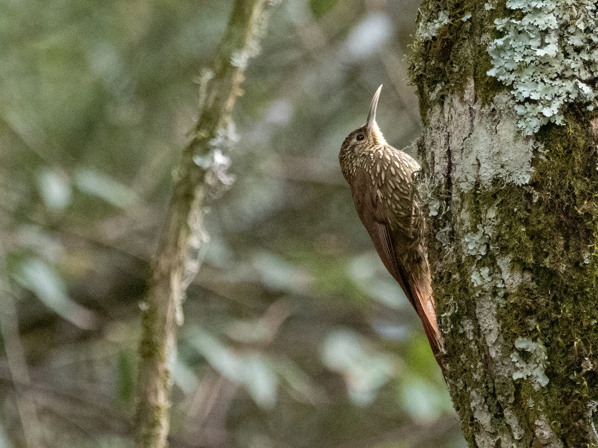 Spot-crowned Woodcreeper (Northern) - ML628938922