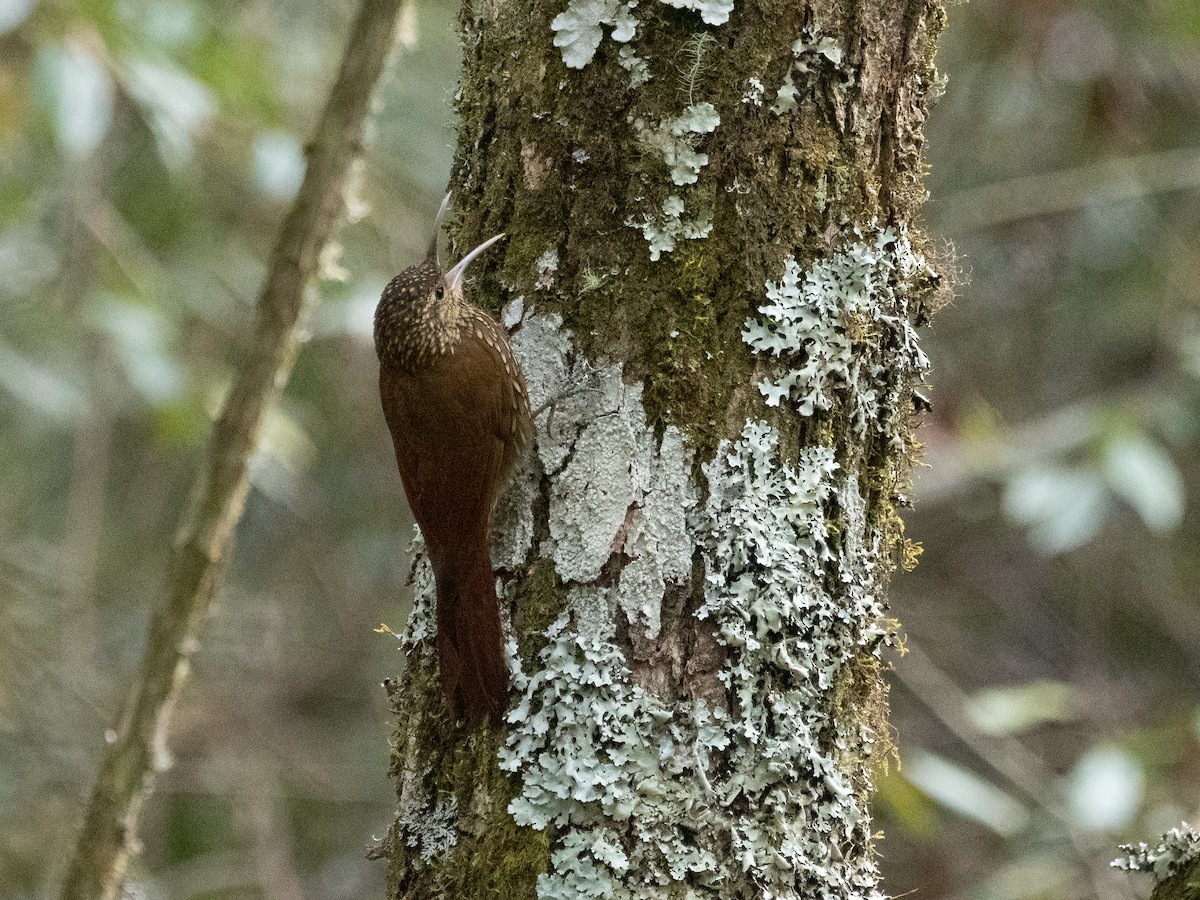 Spot-crowned Woodcreeper (Northern) - ML628938923